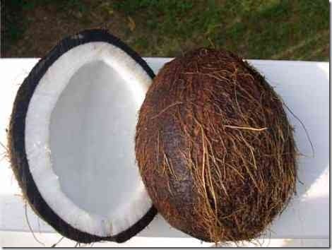 coconut